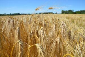 Mart Sardis GrowLand OÜ